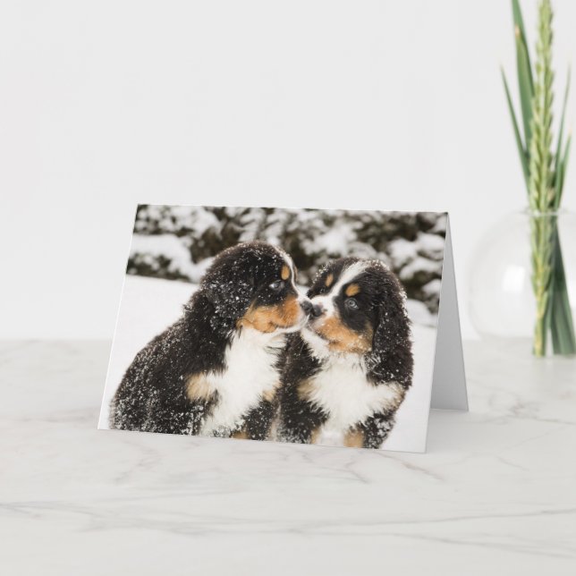 Bernese Mountain Dog Puppies Sniff Each Other Card (Front)
