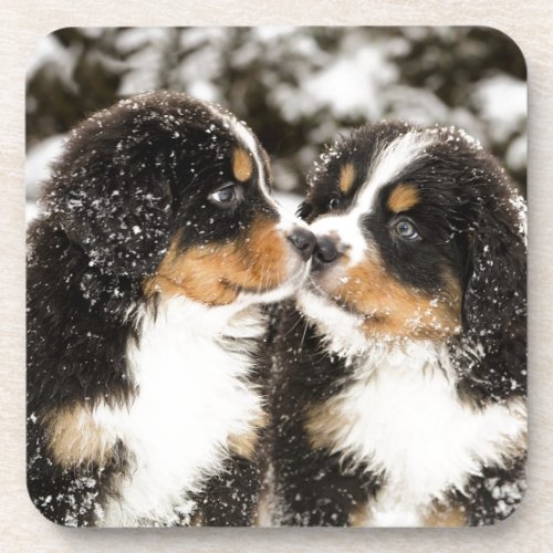 Bernese Mountain Dog Puppies Sniff Each Other Coaster