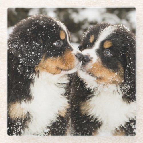 Bernese Mountain Dog Puppies Sniff Each Other Glass Coaster