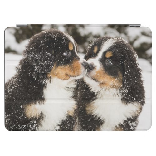 Bernese Mountain Dog Puppies Sniff Each Other iPad Air Cover