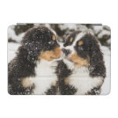 Bernese Mountain Dog Puppies Sniff Each Other iPad Mini Cover Bernese Mountain Dog Puppies Sniff Each Other iPad Mini Cover
