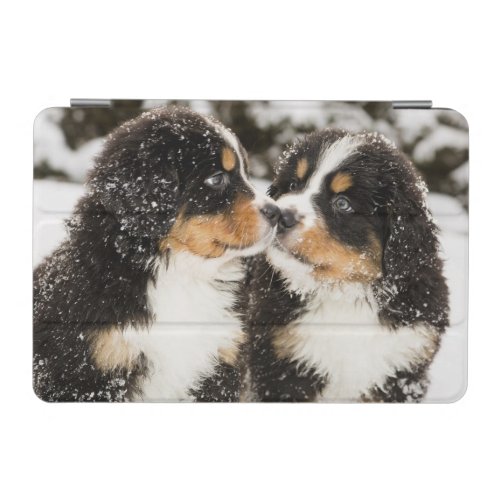 Bernese Mountain Dog Puppies Sniff Each Other iPad Mini Cover