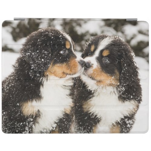 Bernese Mountain Dog Puppies Sniff Each Other iPad Smart Cover