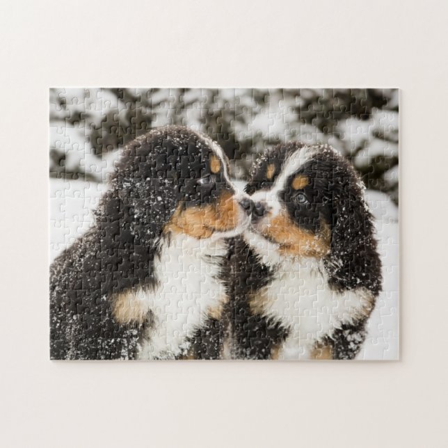 Bernese Mountain Dog Puppies Sniff Each Other Jigsaw Puzzle (Horizontal)
