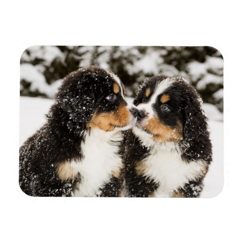 Bernese Mountain Dog Puppies Sniff Each Other Magnet