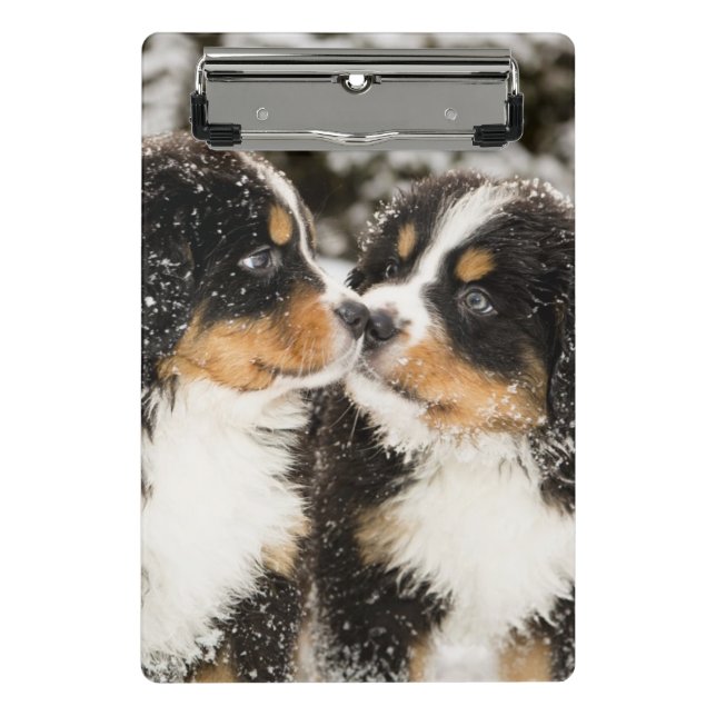Bernese Mountain Dog Puppies Sniff Each Other Mini Clipboard (Front)