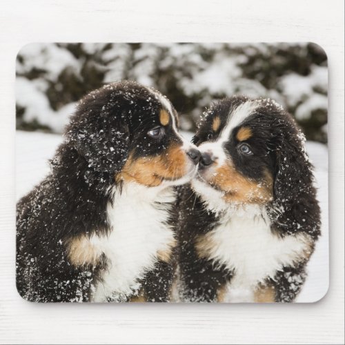 Bernese Mountain Dog Puppies Sniff Each Other Mouse Pad