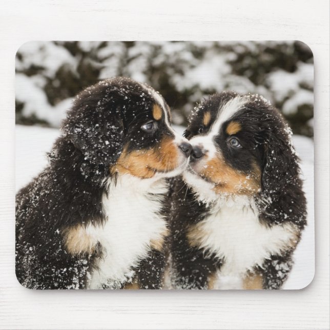 Bernese Mountain Dog Puppies Sniff Each Other Mouse Pad (Front)