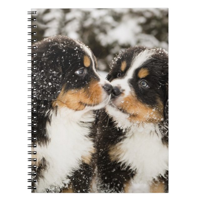 Bernese Mountain Dog Puppies Sniff Each Other Notebook (Front)