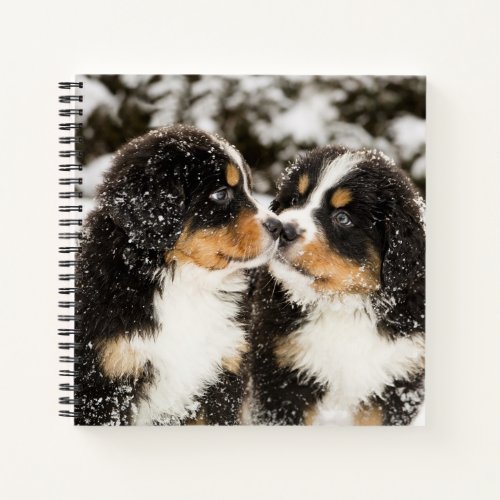 Bernese Mountain Dog Puppies Sniff Each Other Notebook