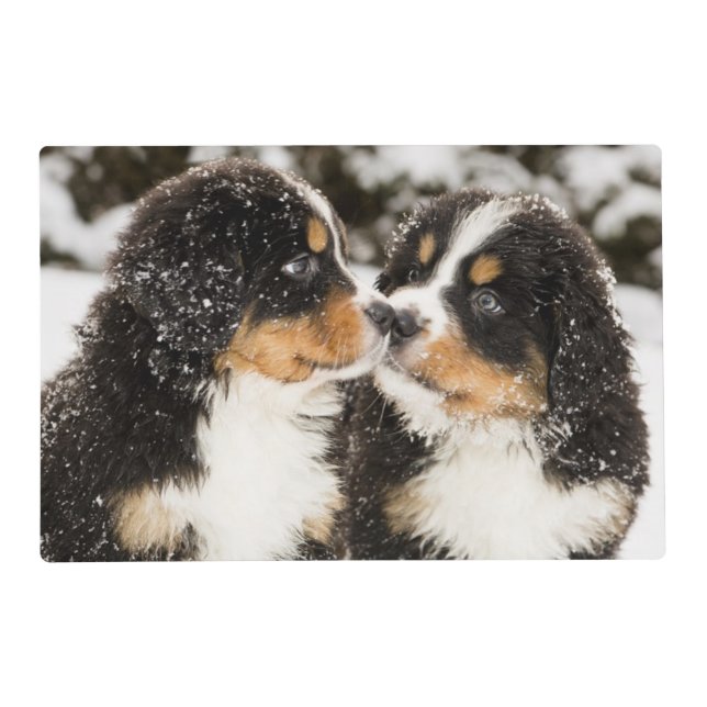 Bernese Mountain Dog Puppies Sniff Each Other Placemat (Front)