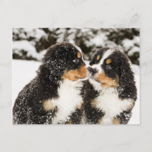 Bernese Mountain Dog Puppies Sniff Each Other Postcard