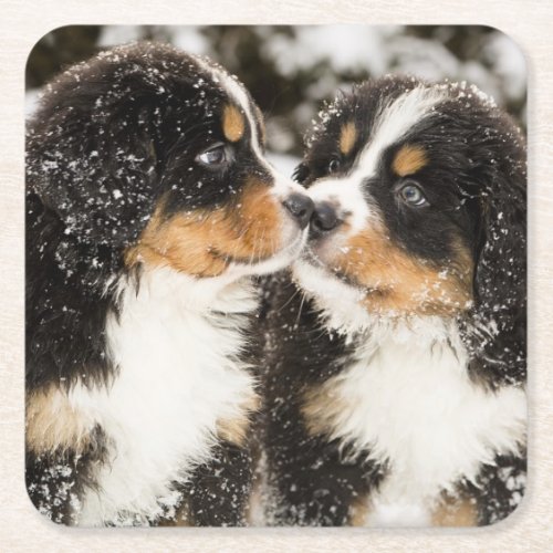 Bernese Mountain Dog Puppies Sniff Each Other Square Paper Coaster