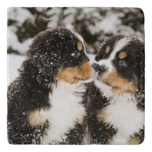 Bernese Mountain Dog Puppies Sniff Each Other Trivet