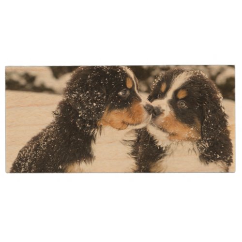Bernese Mountain Dog Puppies Sniff Each Other Wood Flash Drive