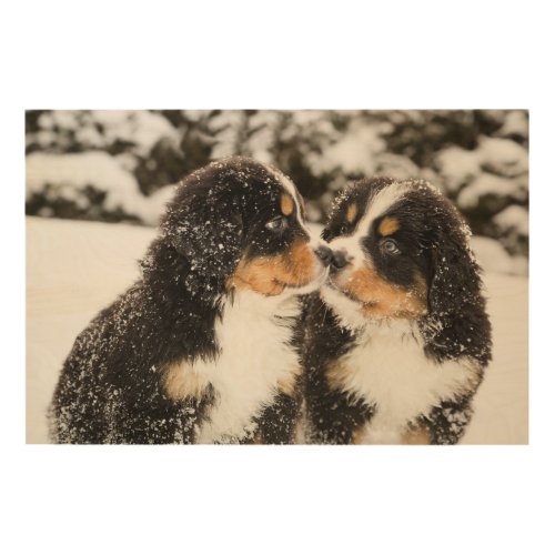 Bernese Mountain Dog Puppies Sniff Each Other Wood Wall Art