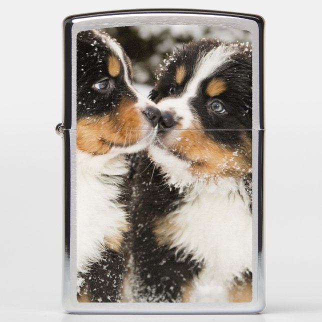 Bernese Mountain Dog Puppies Sniff Each Other Zippo Lighter (Front)
