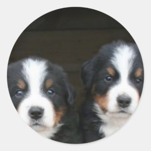 Bernese mountain dog puppies stickers