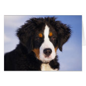 Bernese Mountain Dog Puppy (Front Horizontal)