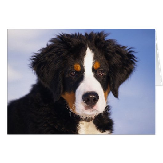 Bernese Mountain Dog Puppy Cards (Front Horizontal)