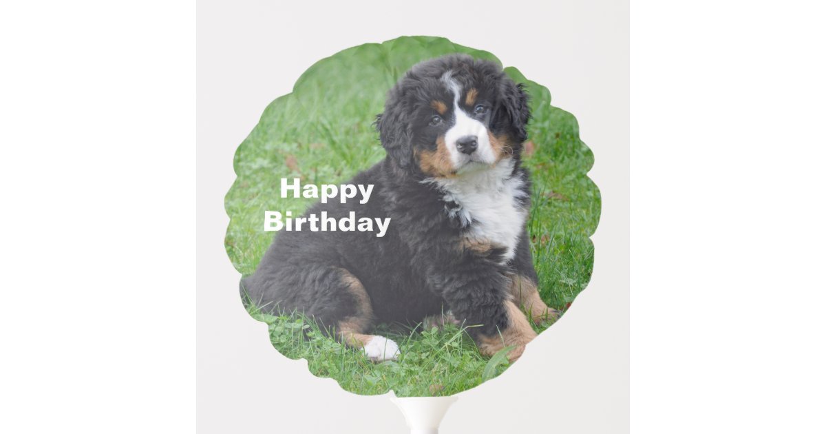 Bernese Mountain Dog Puppy Photo Birthday Balloon Zazzle Com
