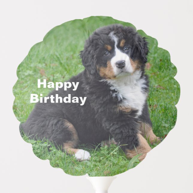 Bernese Mountain Dog Puppy Photo Birthday Balloon (Front)