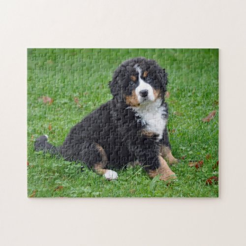 Bernese Mountain Dog Puppy Photo Jigsaw Puzzle