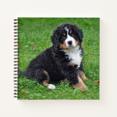 Bernese Mountain Dog Puppy Photo Notebook