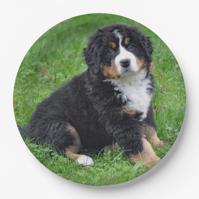 Bernese Mountain Dog Puppy Photo Paper Plates (Front)