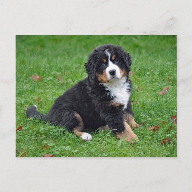 Bernese Mountain Dog Puppy Photo Postcard (Front)
