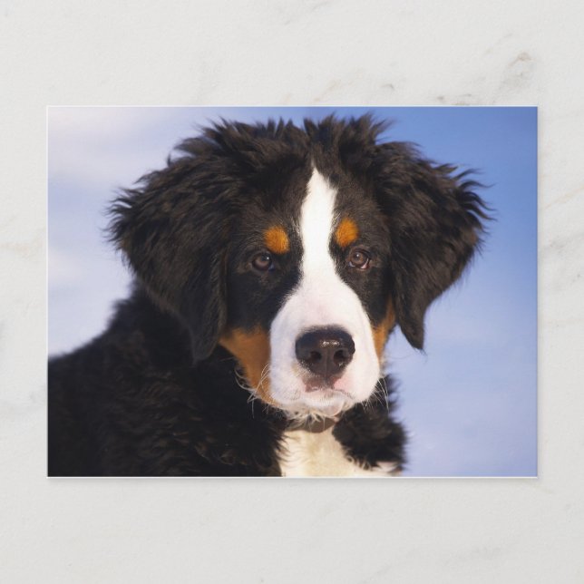Bernese Mountain Dog Puppy Postcard (Front)
