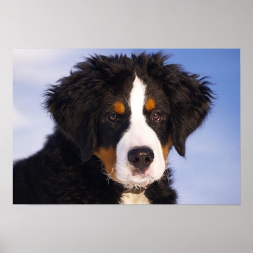 Bernese Mountain Dog Puppy Poster