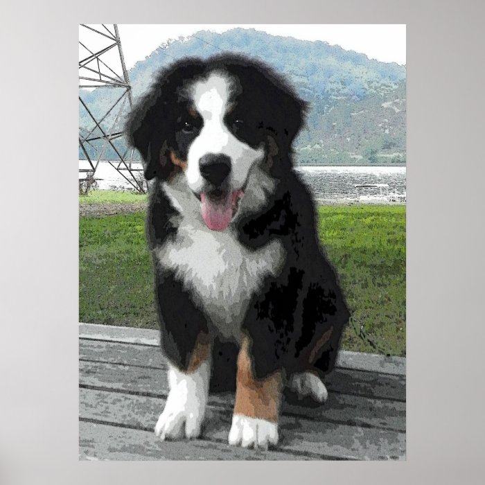 Bernese Mountain Dog Puppy Print