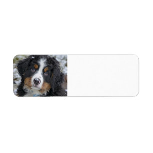 bernese mountain dog puppy second label
