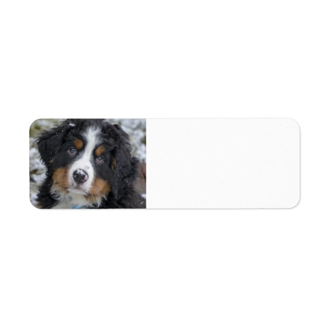 bernese mountain dog puppy second label (Front)