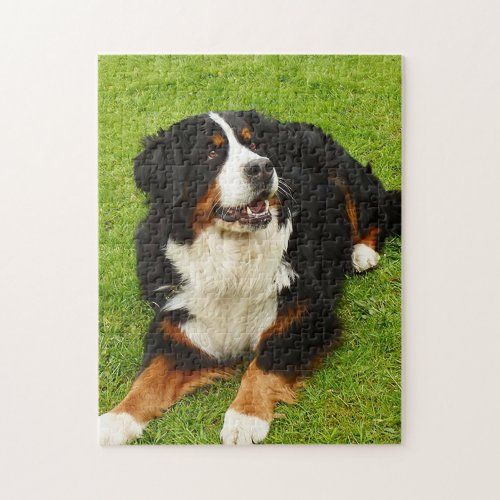 Bernese Mountain dog Puzzle