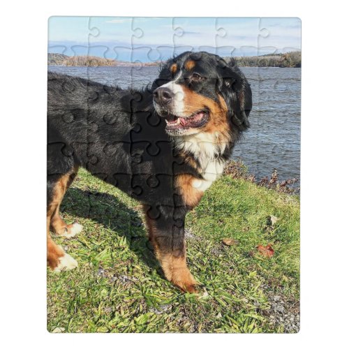 Bernese Mountain Dog Puzzle