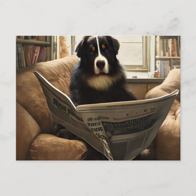 Bernese Mountain Dog Reading the Newspaper Postcard (Front)