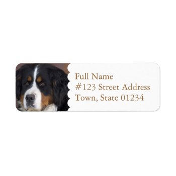Bernese Mountain Dog Return Address Label by DogPoundGifts at Zazzle