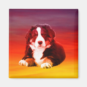 Bernese Mountain Dog Sitting on Beach Magnet