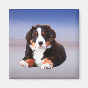 Bernese Mountain Dog Sitting on Beach Magnet