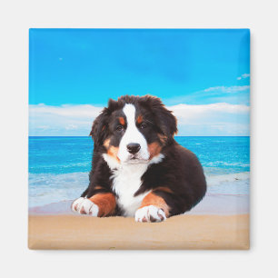 Bernese Mountain Dog Sitting on Beach Magnet