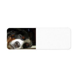 bernese mountain dog sleeping label
