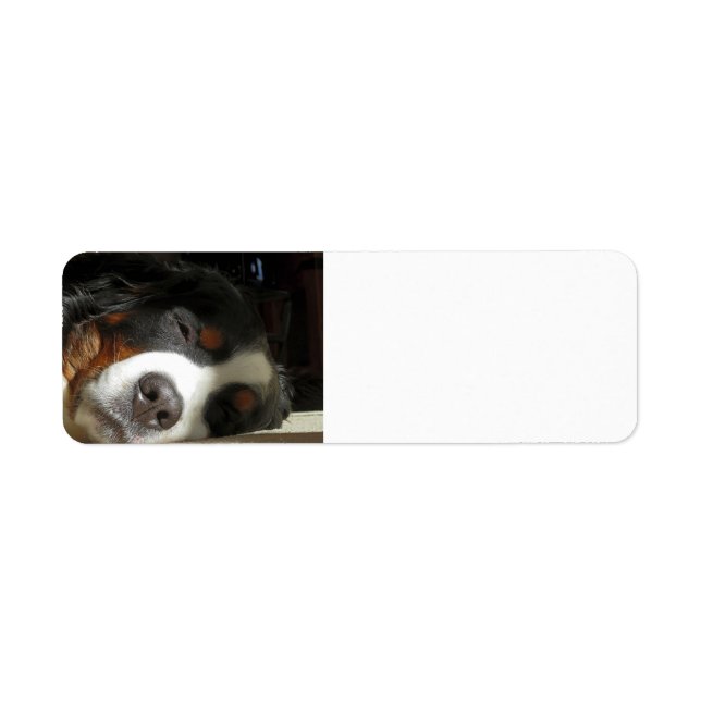 bernese mountain dog sleeping label (Front)