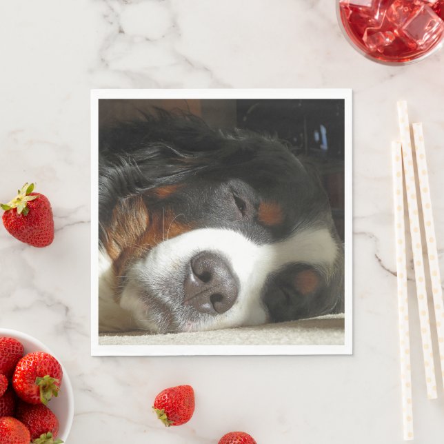 bernese mountain dog sleeping napkins (Insitu)
