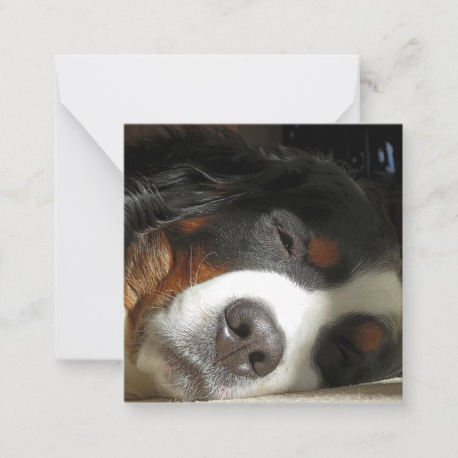 bernese mountain dog sleeping note card (Front)