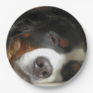 bernese mountain dog sleeping paper plates