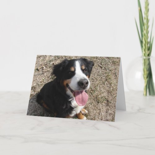 Bernese Mountain Dog Smile Card