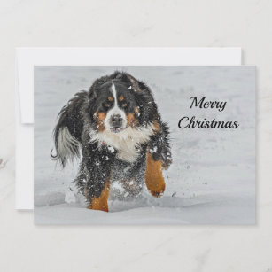 Here I Come Pack of 5 Bernese Mountain Dog Cards Perfect for Christmas