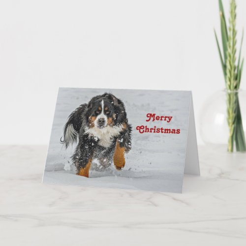 Bernese Mountain Dog Snow Photo Christmas Holiday Card